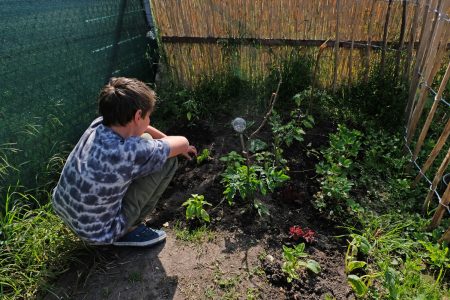 Jonas freut sich über die Pflanzen, die in seinem kleinen Beet wachsen. Foto: Rosemarie Garbe