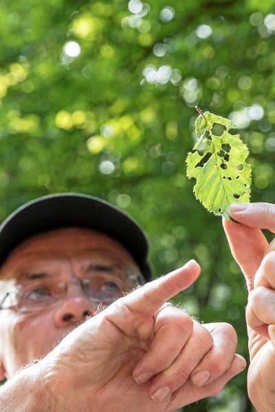 Pflanzenwanderung mit Burkhard Bohne: Der Botaniker erklärt, dass Löcher im Inneren eines Blattes auf Raupenfraß schließen lassen. Foto: Peter Sierigk 