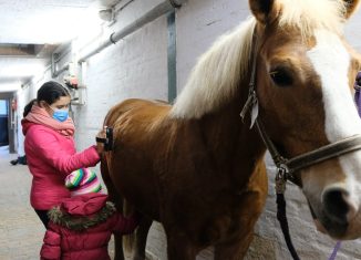 Der Haflinger Franz lässt sich ganz geduldig von Imini und Lea striegeln. Foto: Rosemarie Garbe