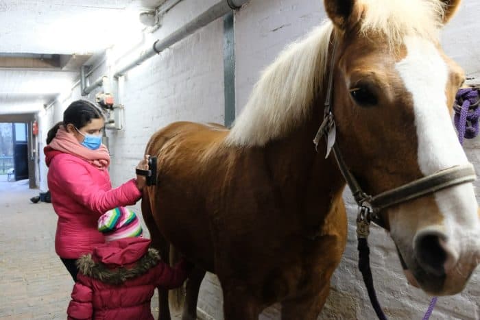 Der Haflinger Franz lässt sich ganz geduldig von Imini und Lea striegeln. Foto: Rosemarie Garbe