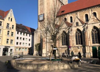 Die neue Heinrichslinde auf dem Domplatz. Foto: Der Löwe