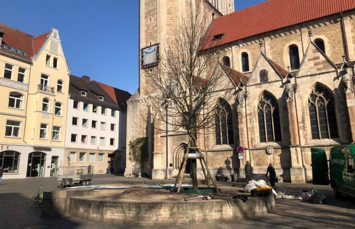 Die neue Heinrichslinde auf dem Domplatz. Foto: Der Löwe