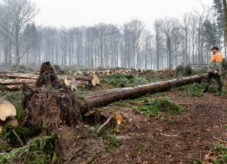 Die Februar-Stürme erhöhten die Schadensbilanz in den Stiftungswäldern. Foto: SBK/Andreas Greiner-Napp