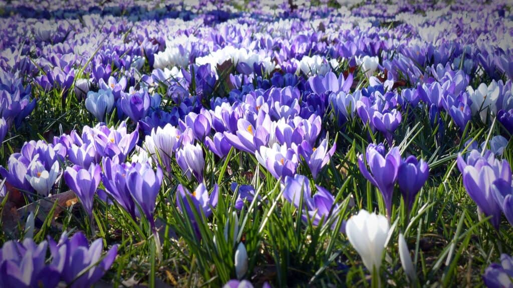 60.000 Pflanzen im Bad Ganders­heimer Blumen­meer
