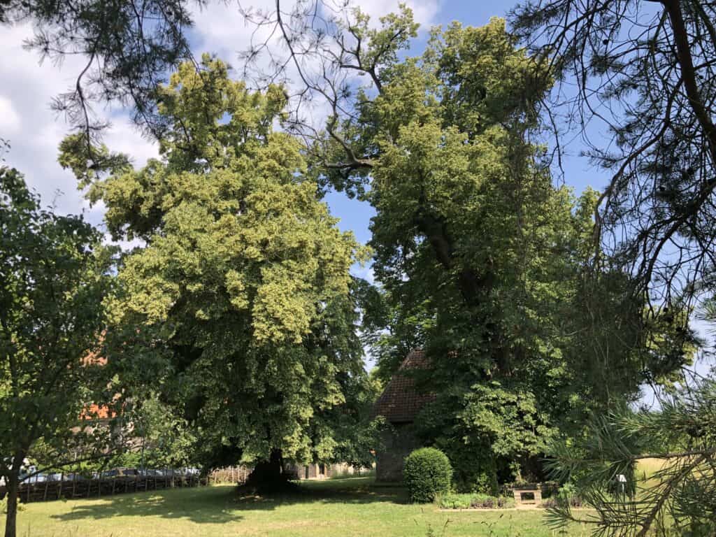Rettung für Braun­schweigs ältesten Baum naht