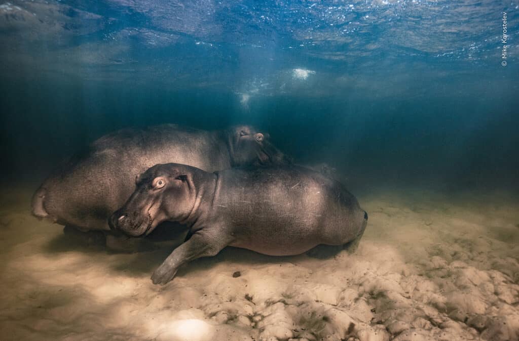 Natur­fotos des Jahres