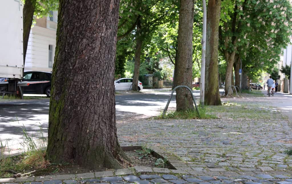 Wer schützt Braun­schweigs alte Bäume vor den Autos?