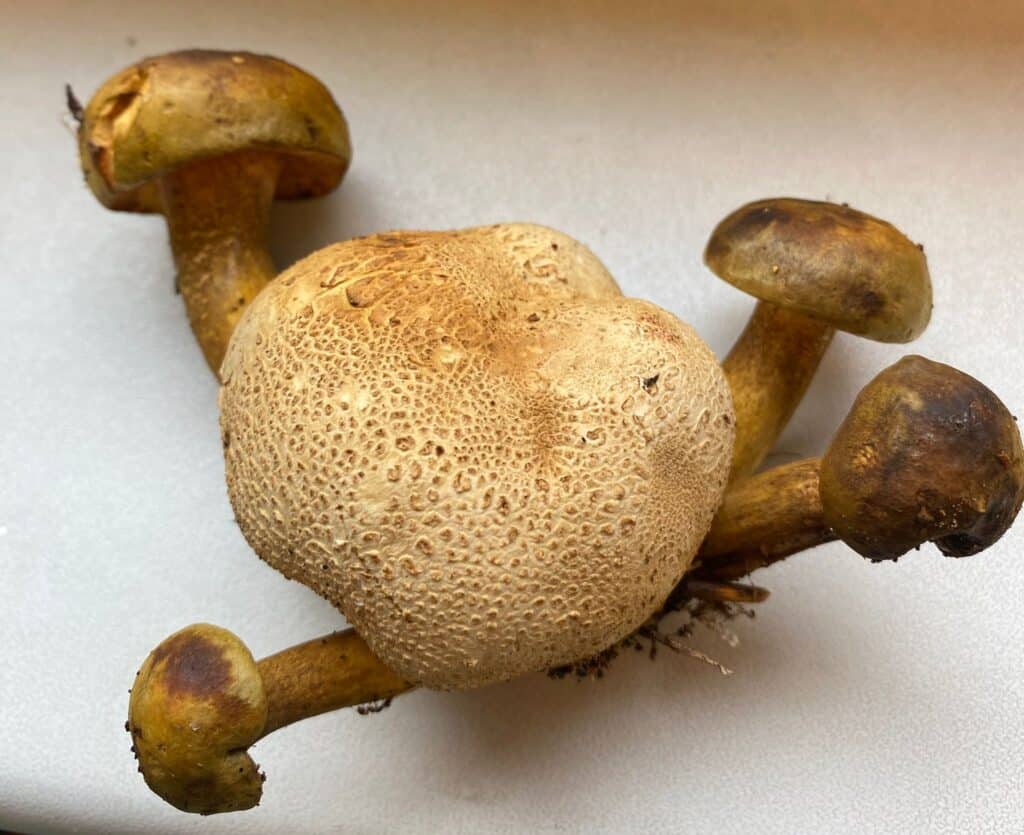 Ein neuer Pilz in Riddags­hausen