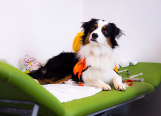 Bald der "Neue" im Sozialpädiatrischen Zentrum Braunschweig: Therapiehund Magic war schon mal zu Besuch. Foto: B. Petersen / skbs.