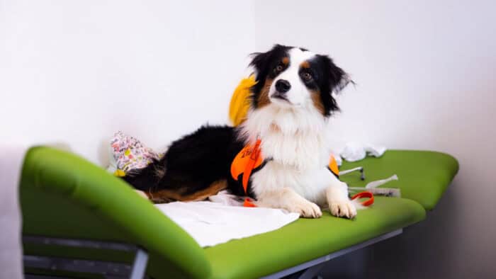 Bald der "Neue" im Sozialpädiatrischen Zentrum Braunschweig: Therapiehund Magic war schon mal zu Besuch. Foto: B. Petersen / skbs.
