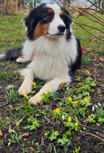 Noch ist Magic in der Ausbildung im WZ Hundezentrum in Lalendorf. Foto: A. Mey
