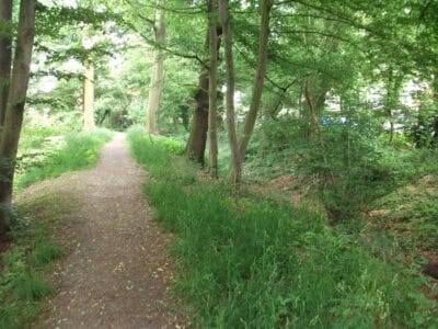 Noch gut zu erkennen: Doppelwall im Ölper Holz. Foto: Stadtheimatpflege