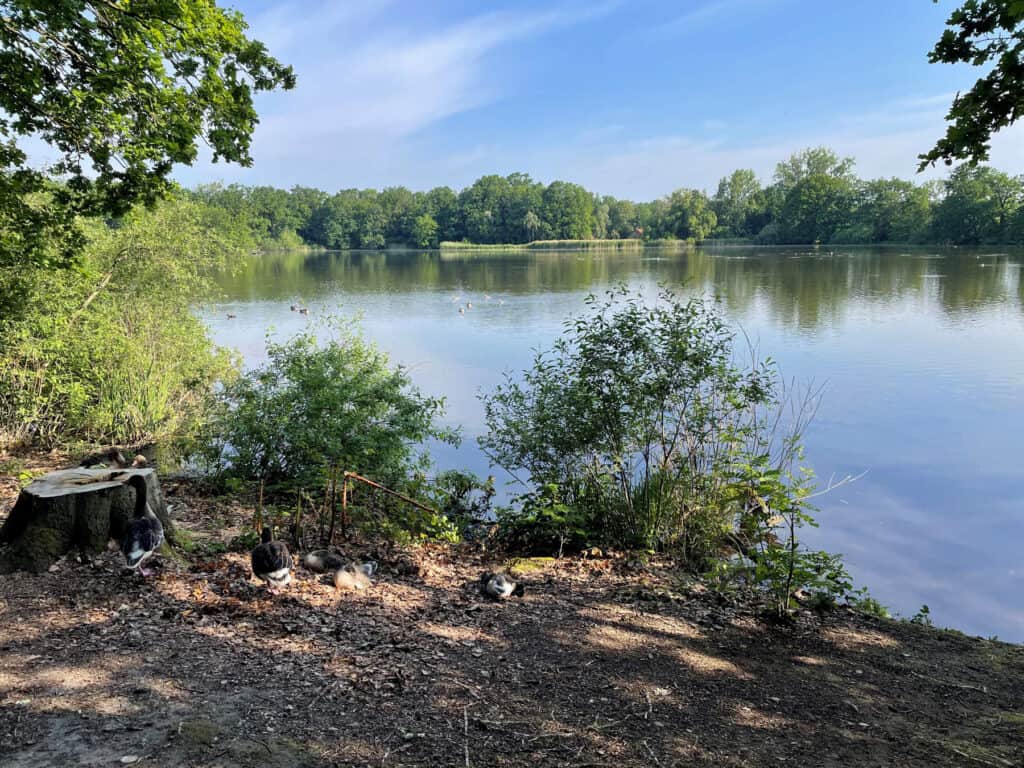 Der Mittelteich kann nicht durch eine Zuleitung des Kreuzteichs gespeist werden, da er höher liegt. Foto: der Löwe