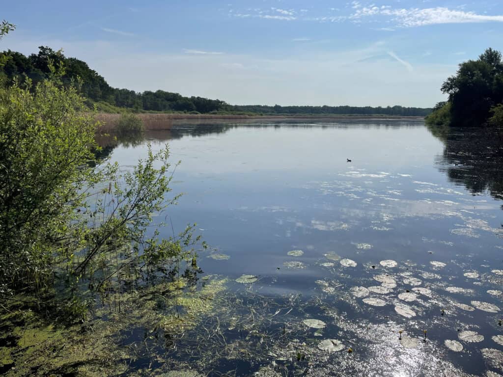 Der Schapenbruchteich wird im Sommer trockengelegt, um die Lebensbedingungen für eine vom Aussterben bedrohte Pflanze zu sichern. Foto: der Löwe