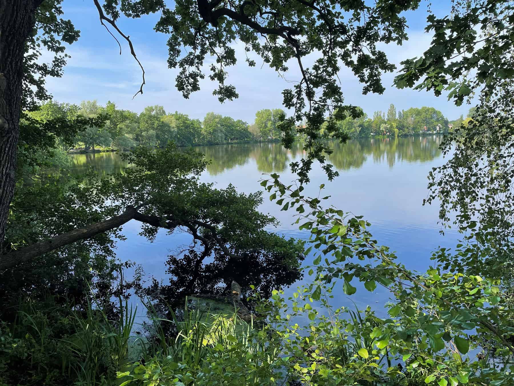Der Kreuzteich leidet unter mangelnder Wasserzufuhr aus dem Einzugsgebiet Schapener/Weddeler Graben und unter Verlandung an den Ufern. Foto: der Löwe