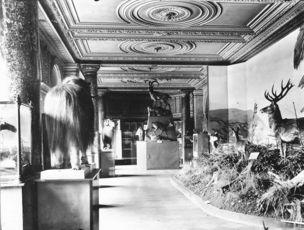 Braunschweig, Schloss, Naturkundemuseum im Gartensaal um 1925